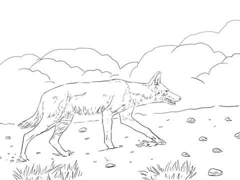 African Ethiopian Wolf Coloring Page